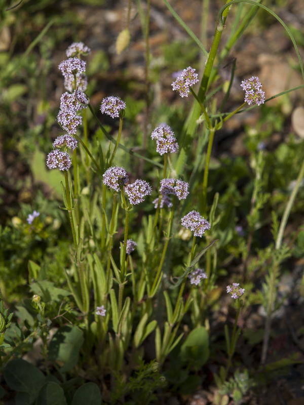 Valerianella coronata.01