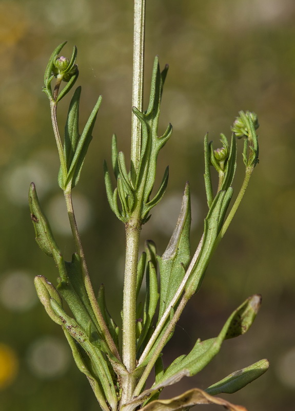 Valerianella coronata.05