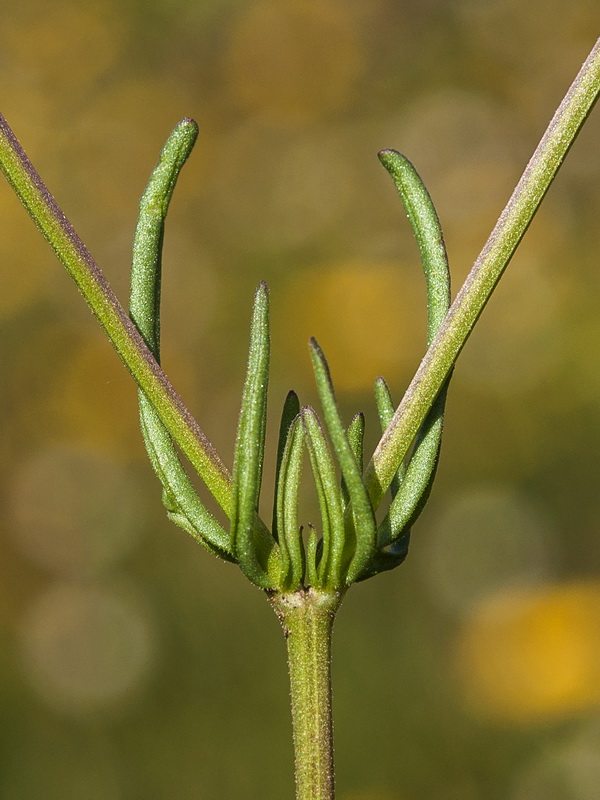 Valerianella coronata.09