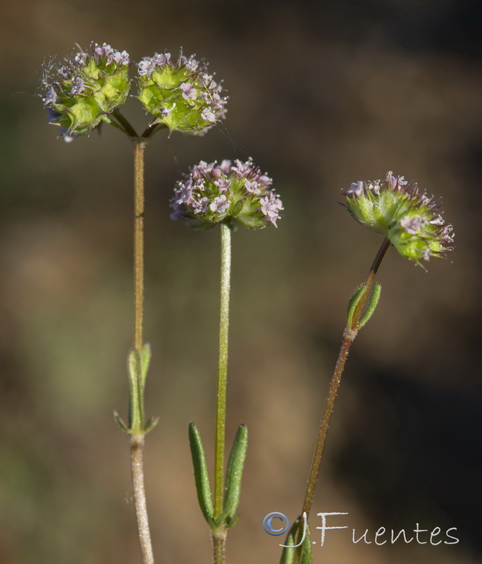 Valerianella coronata.17