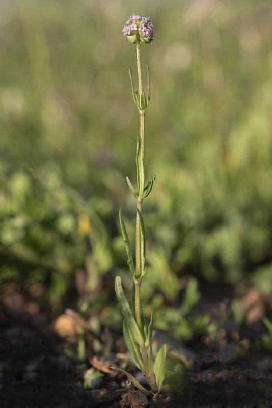 Valerianella coronata.18