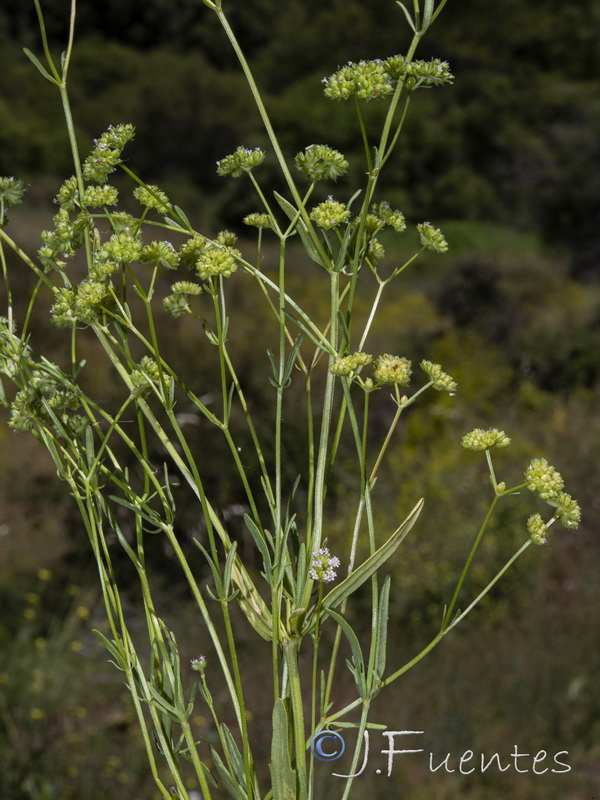 Valerianella dentata.01