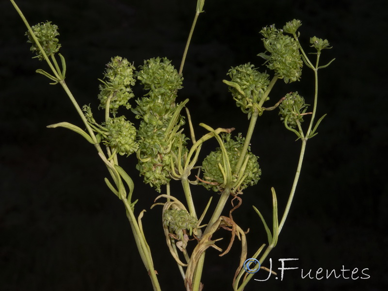 Valerianella dentata.03