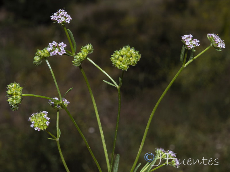 Valerianella dentata.04