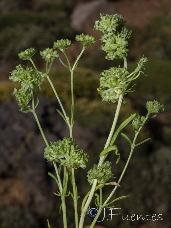 Valerianella dentata.05