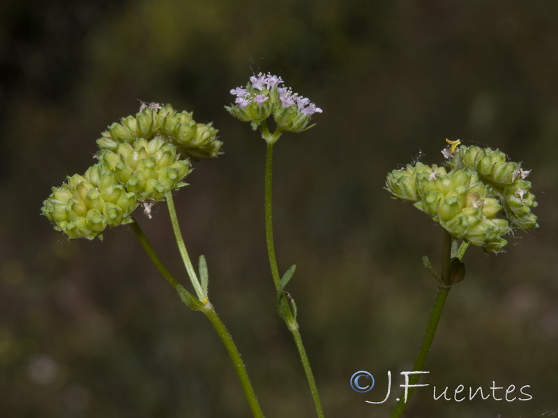Valerianella dentata.06