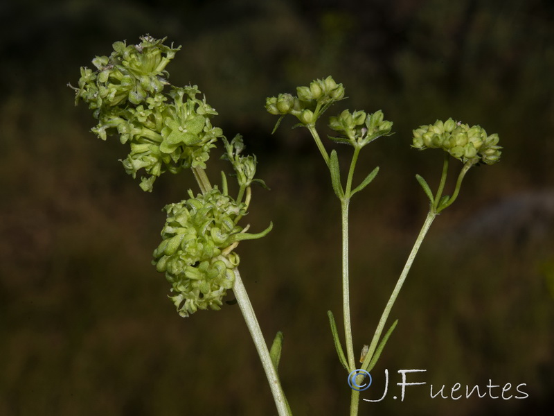 Valerianella dentata.08