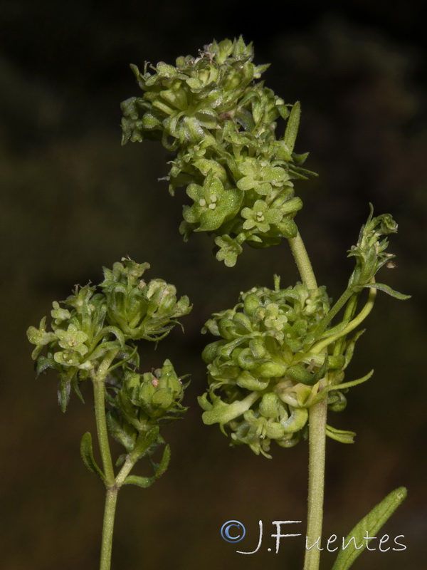 Valerianella dentata.09