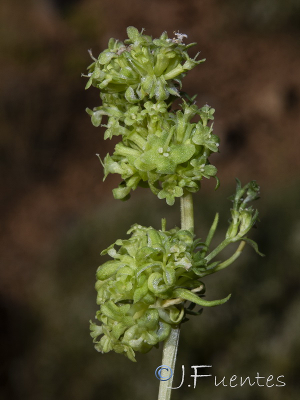 Valerianella dentata.10