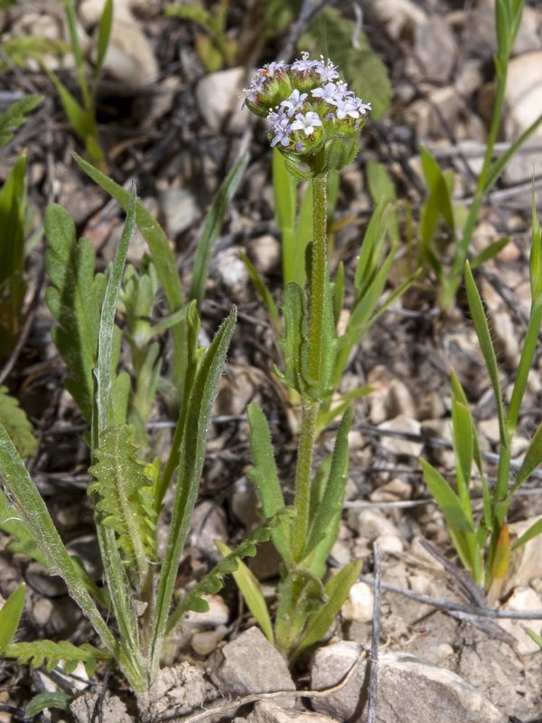 Valerianella discoidea.02