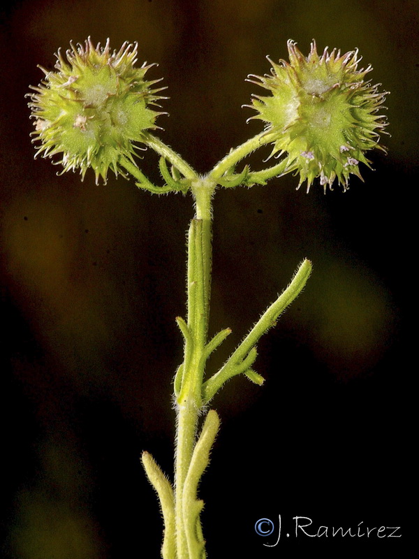Valerianella discoidea.21