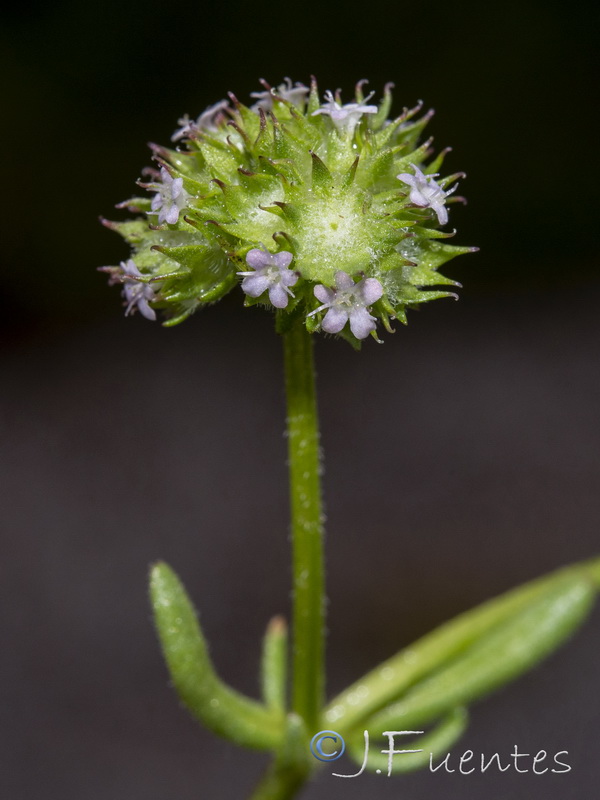 Valerianella discoidea.21