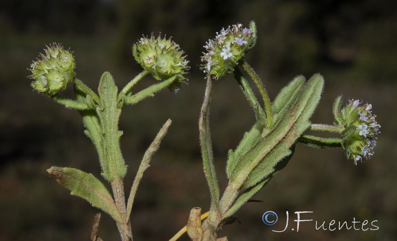 Valerianella discoidea.24