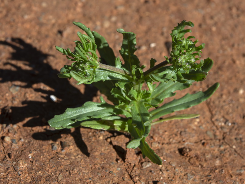 Valerianella discoidea.25