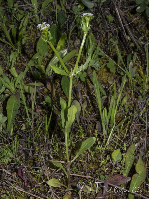 Valerianella echinata.01