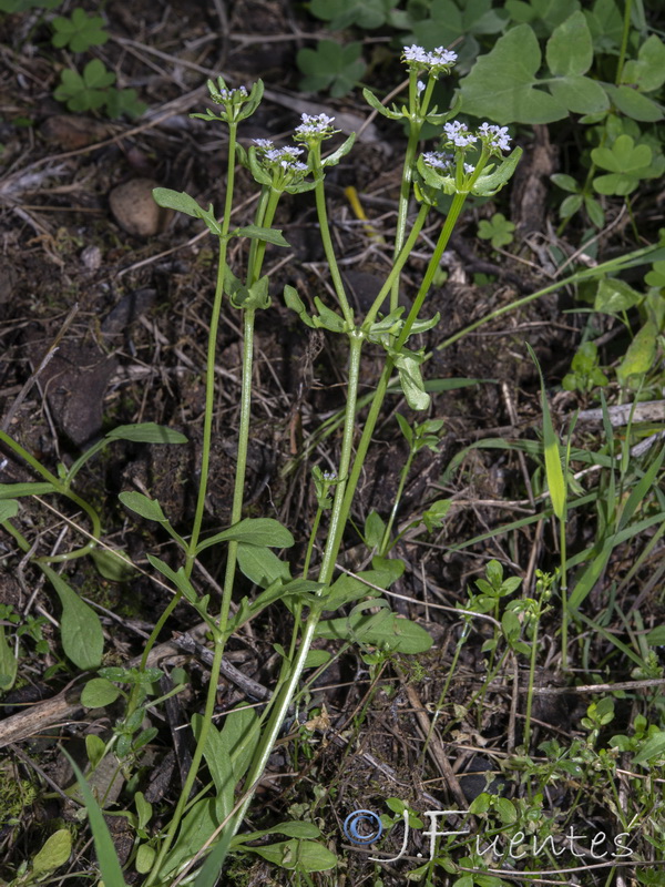 Valerianella echinata.02