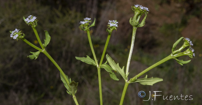 Valerianella echinata.05