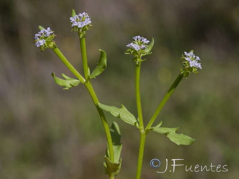 Valerianella echinata.06