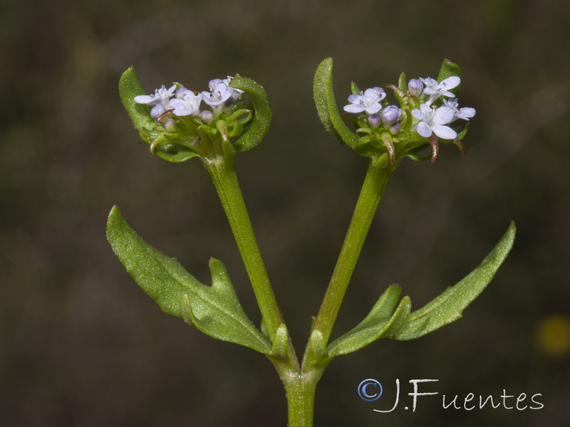 Valerianella echinata.08