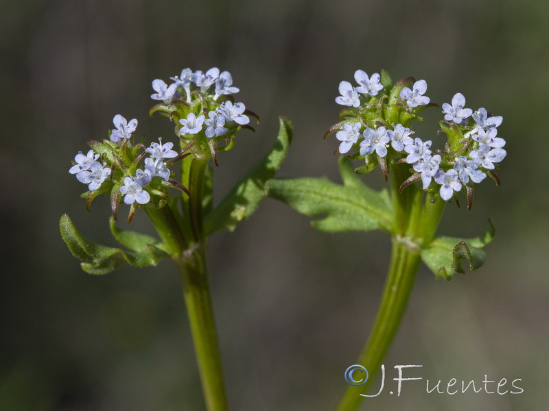 Valerianella echinata.10