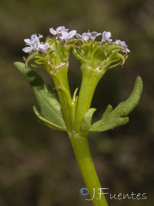 Valerianella echinata.11