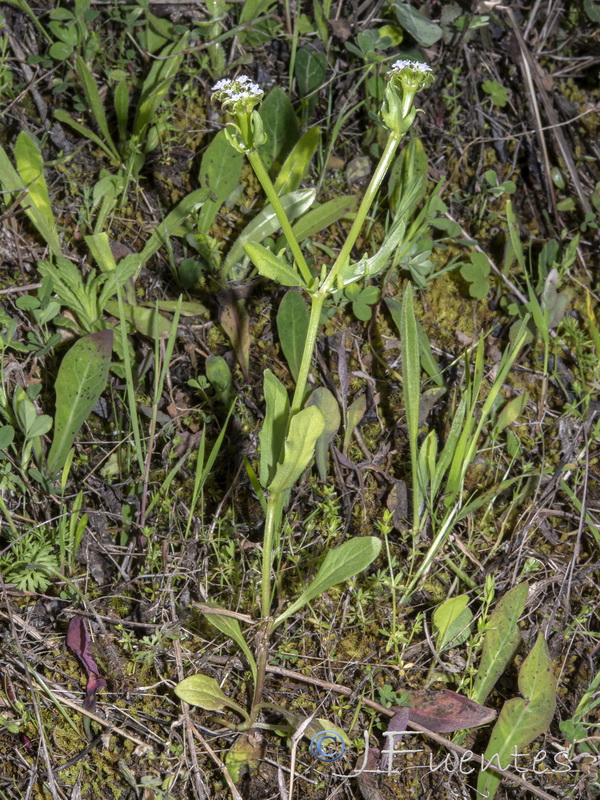 Valerianella fisiformis.04