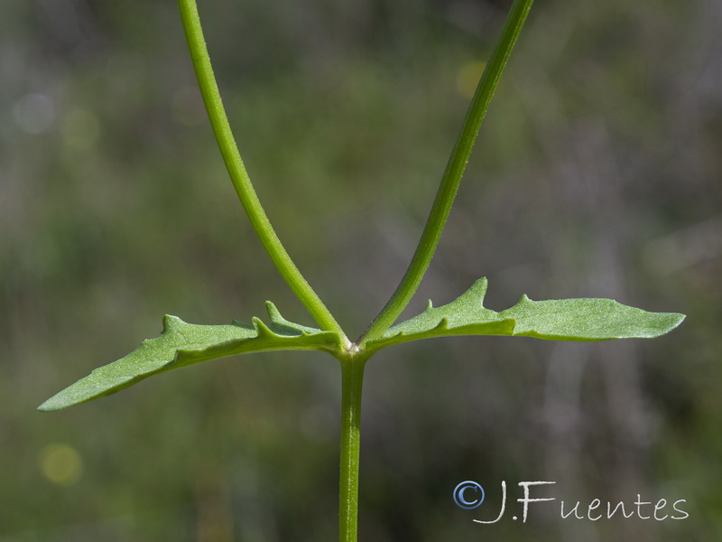Valerianella fusiformis.03