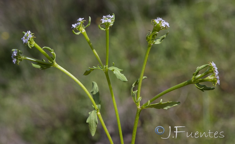 Valerianella fisiformis.07