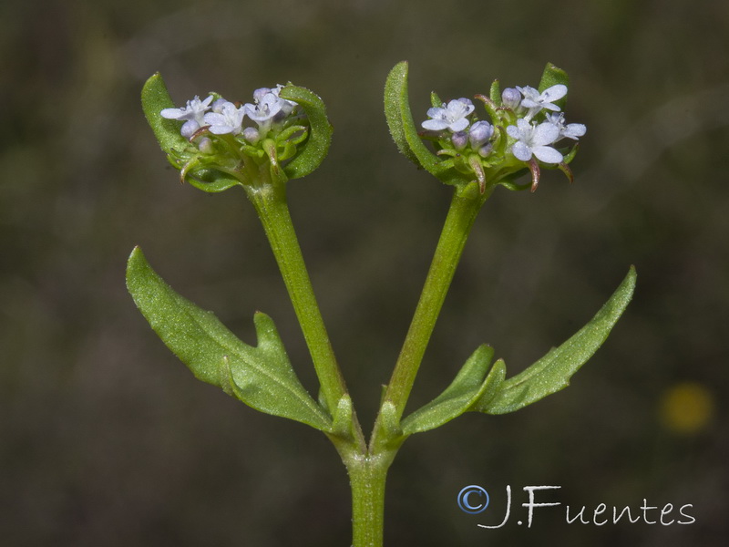 Valerianella fisiformis.09