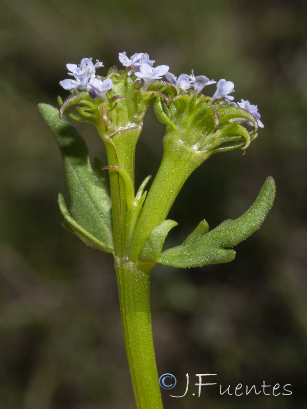 Valerianella fisiformis.11