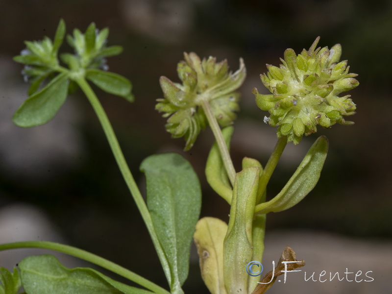 Valerianella fisiformis.13