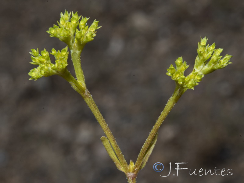 Valerianella fisiformis.15