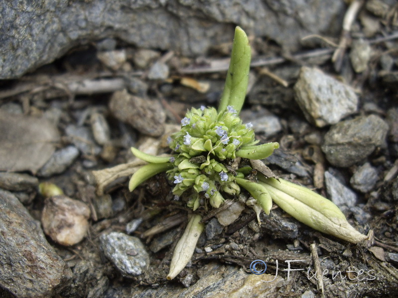 Valerianella fusiformis.03