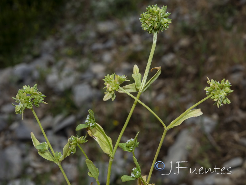 Valerianella locusta.01