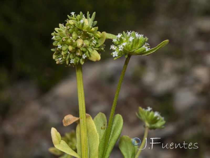 Valerianella locusta.02