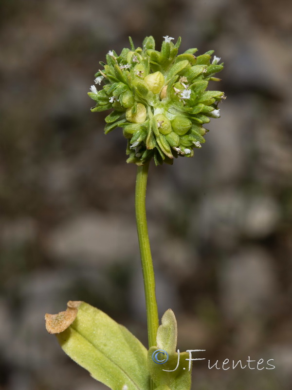 Valerianella locusta.03