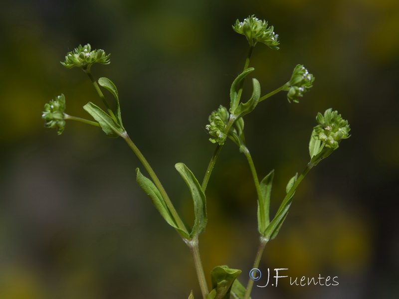 Valerianella locusta.04