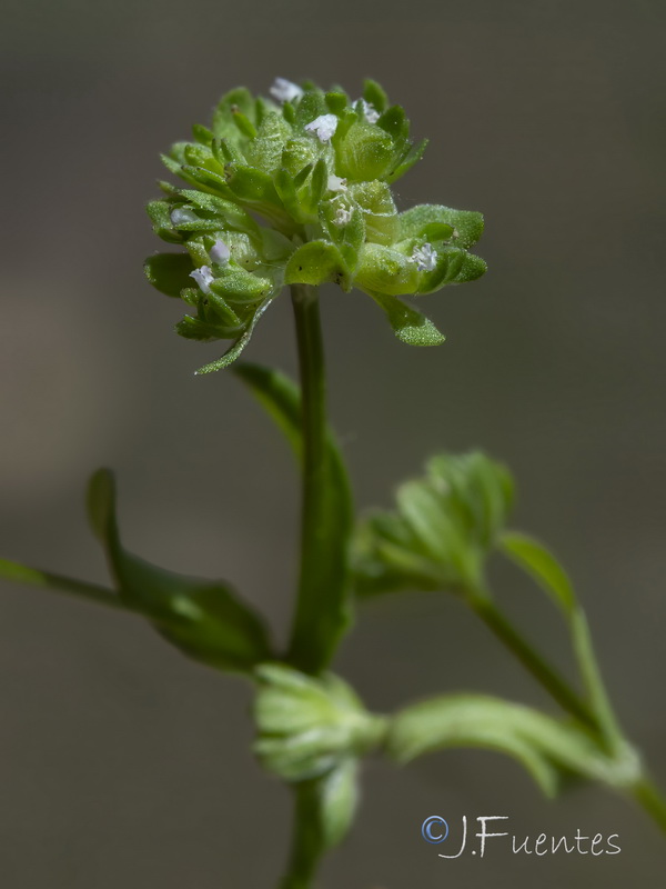 Valerianella locusta.05