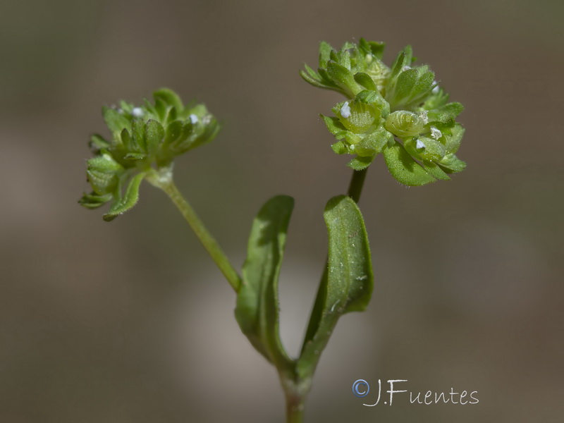 Valerianella locusta.06