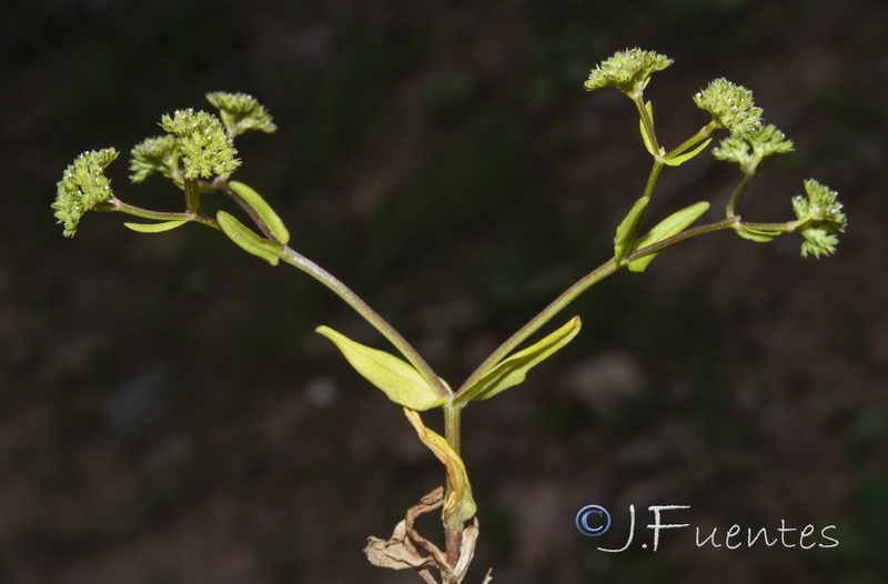 Valerianella microcarpa.01