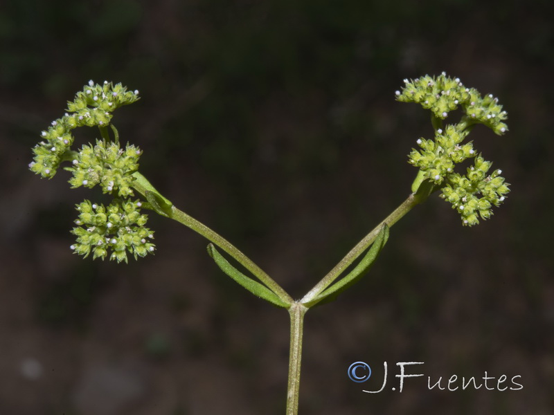 Valerianella microcarpa.02