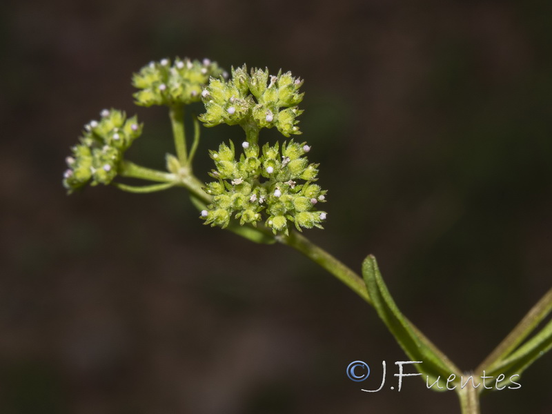 Valerianella microcarpa.03