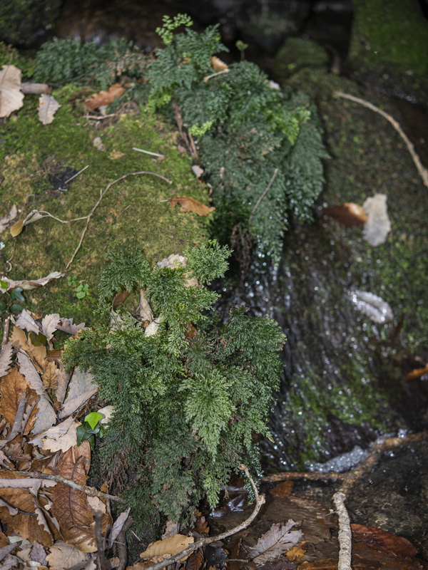 Vandenboschia speciosa.01