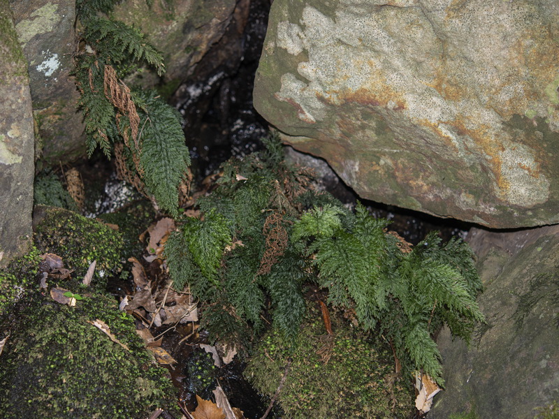 Vandenboschia speciosa.02