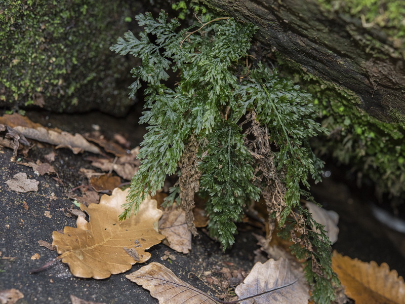 Vandenboschia speciosa.04