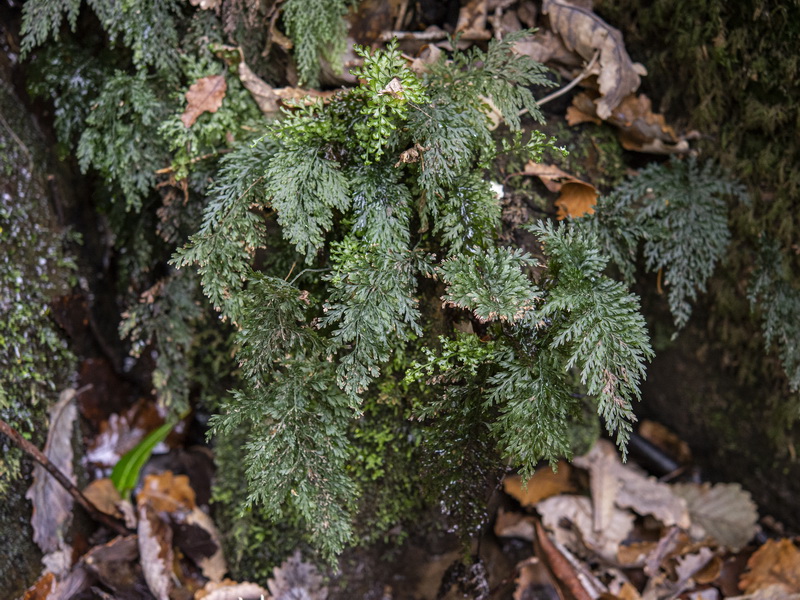 Vandenboschia speciosa.05