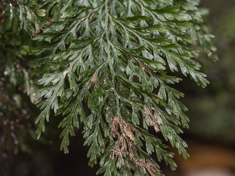 Vandenboschia speciosa.06