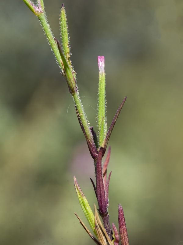 Velezia rigida.04