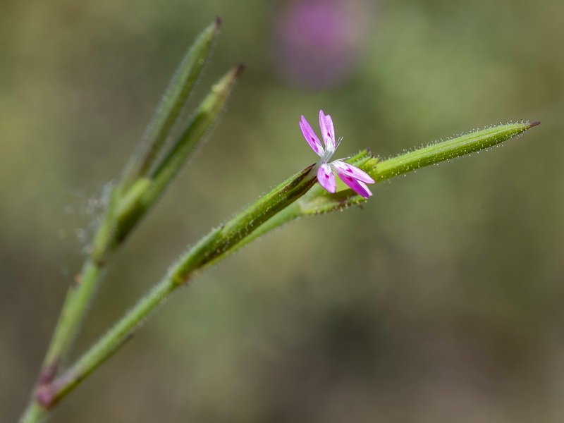 Velezia rigida.09