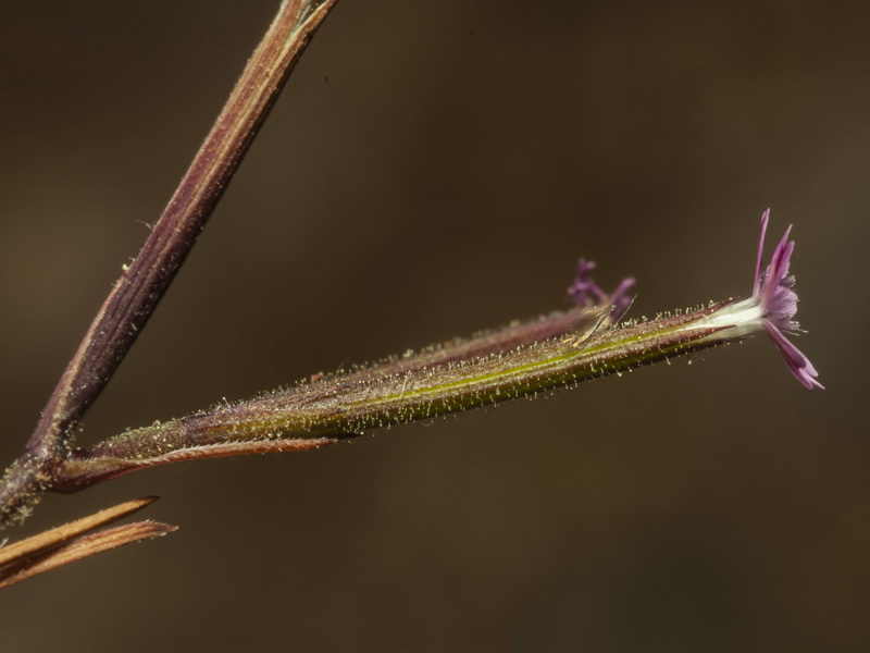 Velezia rigida.13